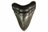 Serrated, Fossil Megalodon Tooth - Georgia #159743-1